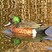 Chestnut Teal